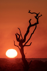 African dead tree sunrise