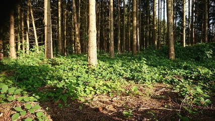 Obraz premium Wald Burg