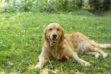 Bah&ccedil;edeki k&ouml;pekler