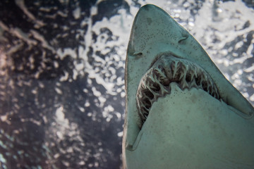 Close-up of a Sand Shark shot from below