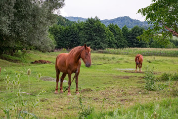 Naklejka na ściany i meble two brown horses graze the grass
