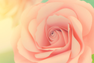 blur of sweet color pink roses in soft style for romance background or valentine day