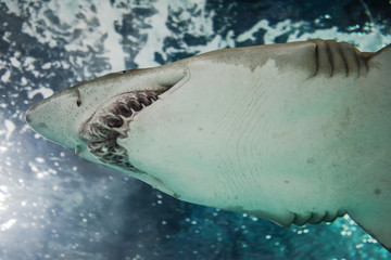 Close-up of a Sand Shark shot from below