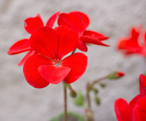 Blossoms of red pelargonium from close-up. 