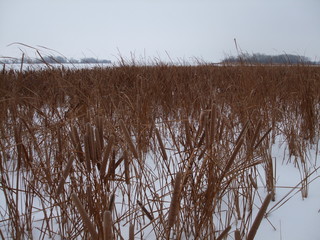 Камыши зимой. Волга.