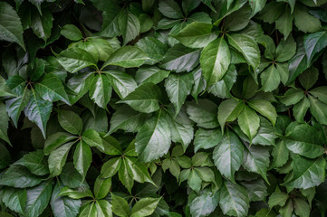 Fototapeta na wymiar Green leaf wall background, ivy