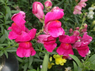 Розовые цветы