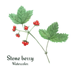 Stone berry (Rubus saxatilis). Watercolor illustration, isolated on white background. - obrazy, fototapety, plakaty