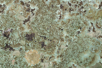 Surface concrete cement wall texture with fungus for background