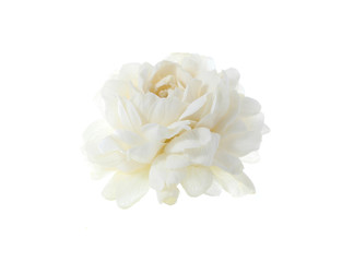 jasmine white flower isolated on white background.
