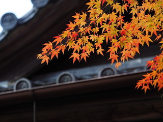 京都　常寂光寺　紅葉