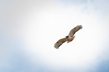 Flying augur buzzard