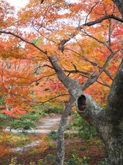 京都　紅葉が美しい寺の庭