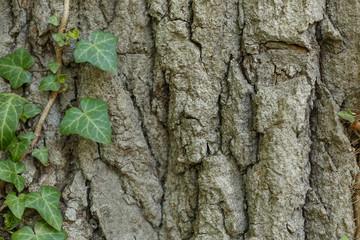 Close up an old tree bark with one Ivy vines climbing tree, green leaf