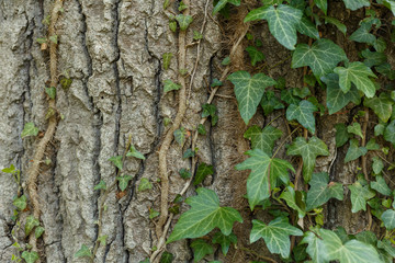 Close up an old tree bark with one Ivy vines climbing tree, green leaf