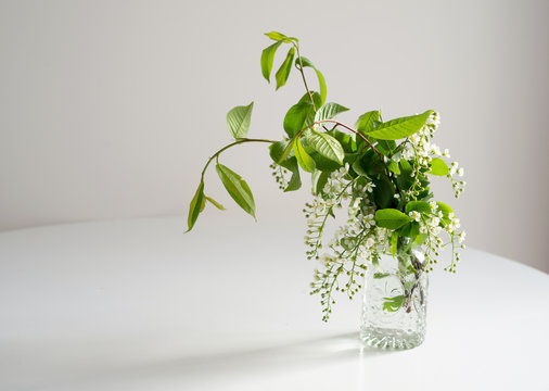 Fototapeta Branch of blossoming bird cherry in a glass vase