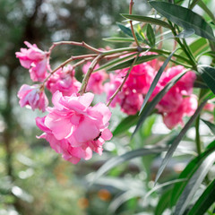 Flower Nerium oleander