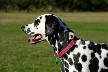 Side view of a Dalmatian 