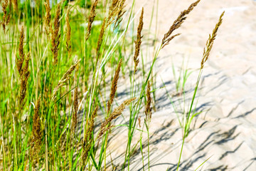 Yellow, dry reeds swaying in the wind. Warm summer time.