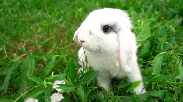 rabbit on green grass, white rabbit little rabbit, Little white bunny, slow motion