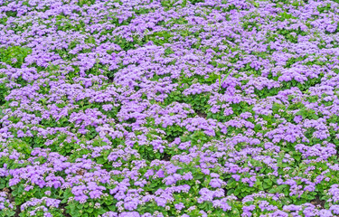 Obraz premium Garden blue flowers