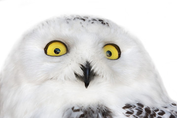 polar owl isolated portrait