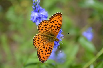Butterfly on flower 