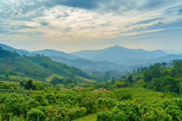 Fototapeta premium Landscape of Phucheefah mountain forest park in chiang rai province Thailand