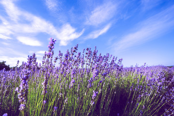 Fototapeta premium Lavender Field in the summer