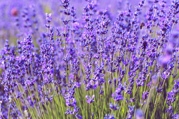 Lavender Field in the summer