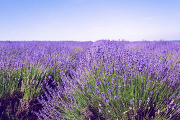 Fototapeta premium Lavender Field in the summer