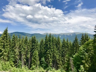 Christmas tree in the summer