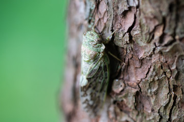 木に止まったニイニイゼミのアップ