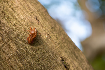 セミの抜け殻
