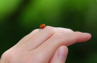 A ladybug on the hand.