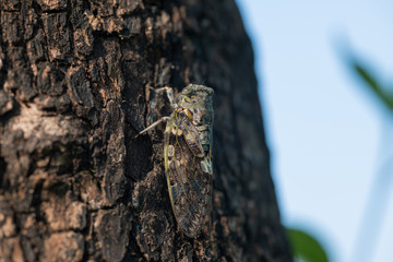 木に止まったニイニイゼミのアップ