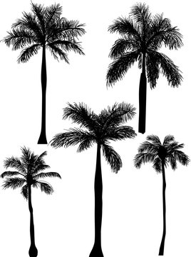 five palm silhouettes isolated on white
