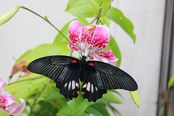 カノコユリの花の蜜を吸うナガサキアゲハ