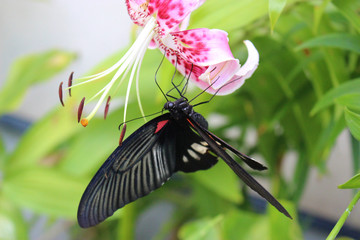 カノコユリの花の蜜を吸うナガサキアゲハ
