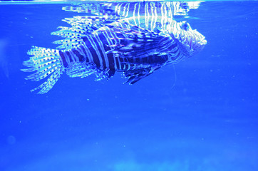 Striped exotic fish rises to the surface of the water