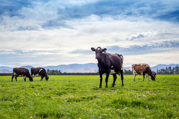 Fresian and jersey cows graze in the grassy green fields under the blue summer sky