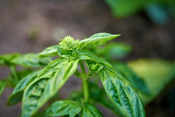Fresh Basil leaves - Natural Herb Basil plant in the garden
