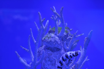 Fototapeta premium Muran among the rocks and corals in deep water