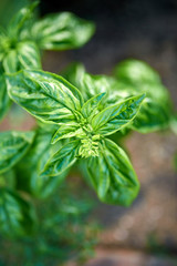 Fresh Basil leaves - Natural Herb Basil plant in the garden