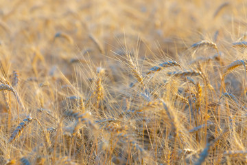 Fototapeta premium cereal ears in the early evening light, closeup