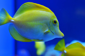 Yellow fish medium sized in pure blue water