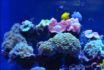 Naklejka na ściany i meble Underwater world: corals, fish, stones covered with moss, algae