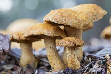 Woodlands fungi