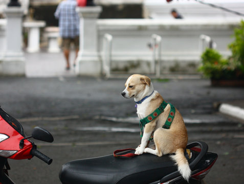 pupie dog sit on red motocycle in temple