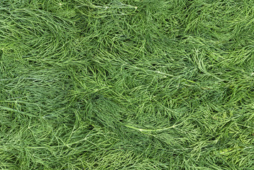 Background of fresh green dill